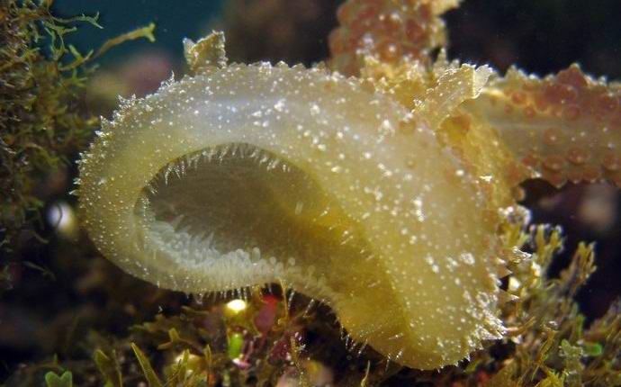 In the Indian Ocean, a creature resembling an alien was photographed