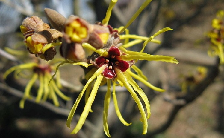 There is a plant in China that shoots seeds at the speed of a bullet (video)