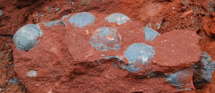 Four dozen dinosaur eggs found in China