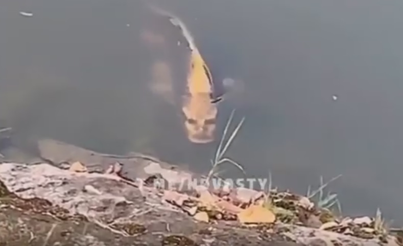 In China, captured fish with