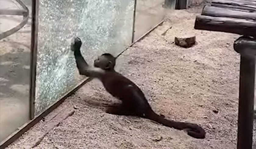 In a Chinese zoo, a smart monkey sharpened a stone and broke the glass of an aviary with it.