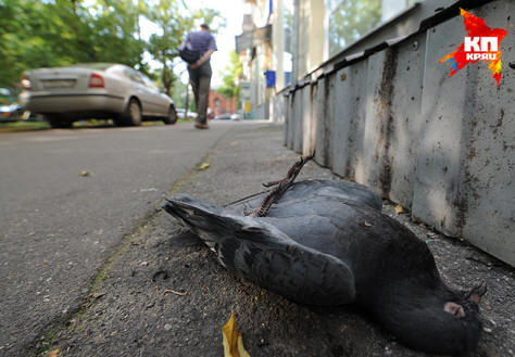 Doves are massively sick and dying in Moscow