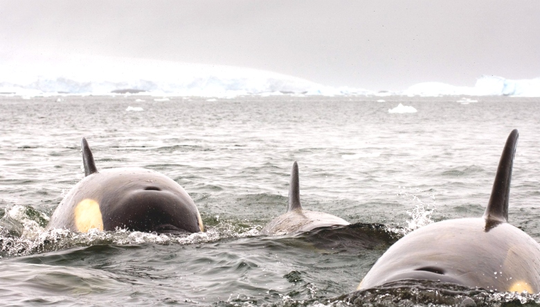 In the Sea of ​​Okhotsk, killer whales attacked a fishing boat