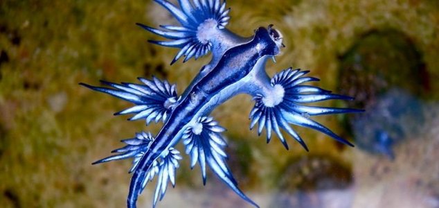 An unusual creature found in the ocean near Australia