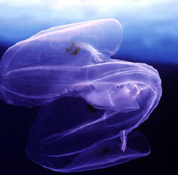 Alien jelly found in the ocean