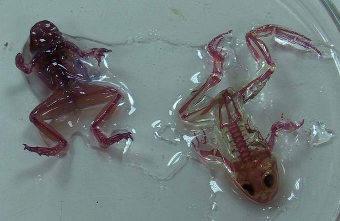 In Russia, mutated transparent frogs have been discovered.