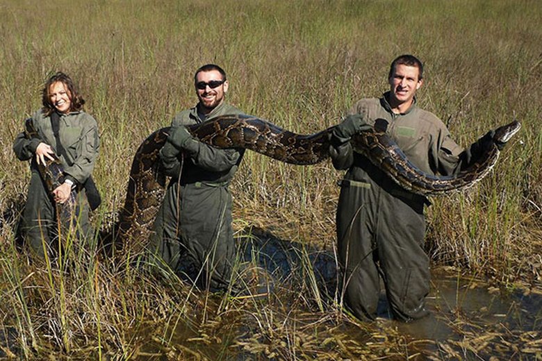 Florida residents suffer from tiger pythons bred in swamps.