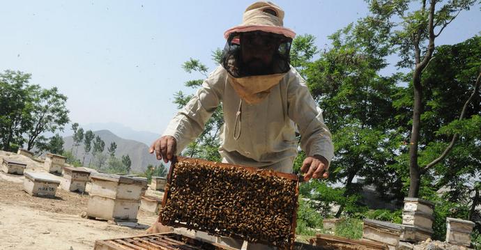 In the USA they are sounding the alarm: now bees are dying en masse here