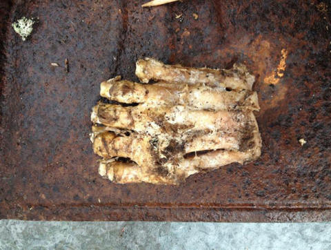 Experts do not hesitate to assume that this foot belongs to a bigfoot