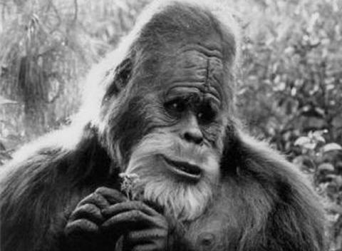 Bigfoot is a big creature. And his foot should be about the 60th size.