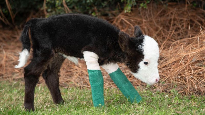 The smallest calf appeared in the USA