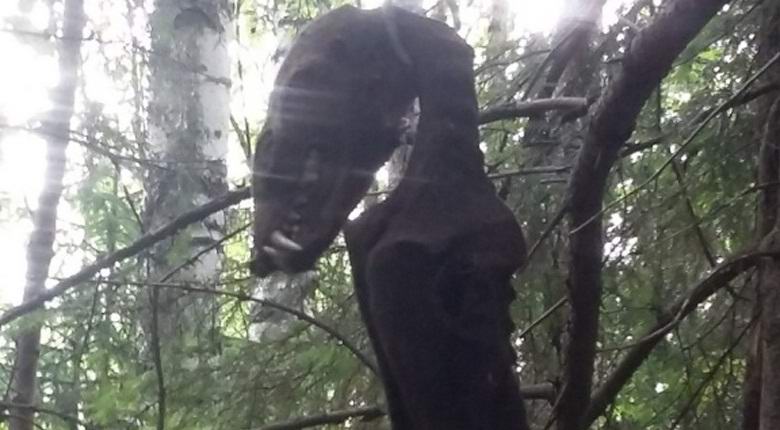 In Taganrog they found a hanged chupacabra