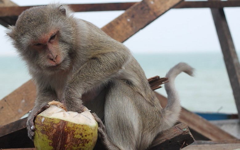 In Thailand, monkeys are used for loading and unloading