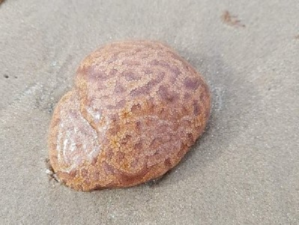 In Tasmania on the beach discovered