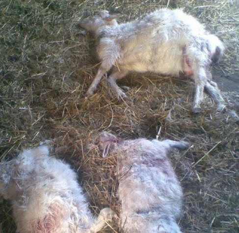 In Tatarstan, an unknown animal bled goats