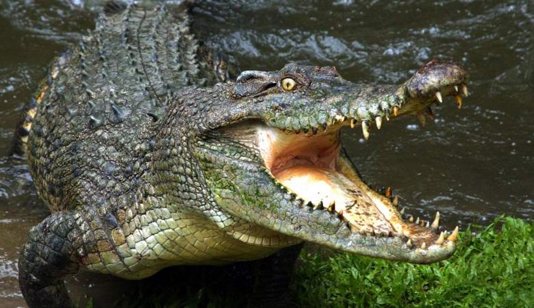 Thames noticed a large crocodile