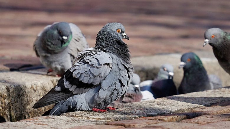 In the UK, began to breed weather pigeons