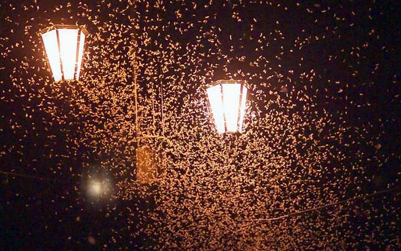 In Vitebsk, millions of moths created on the streets