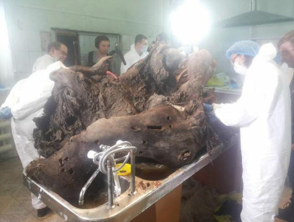In Yakutia, they are studying a mammoth with liquid blood and have already announced the possibility of cloning