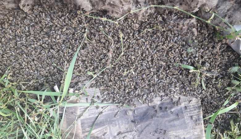 In Yakutia, millions of bugs fell from the sky
