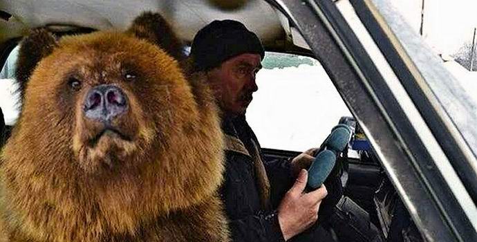 Video with a bear in a Russian car became a hit on the Internet