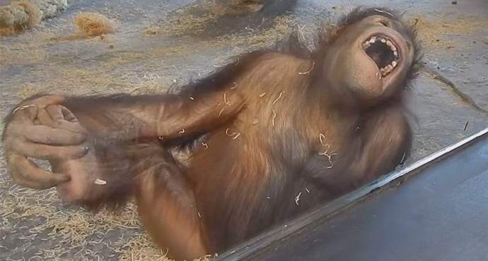 A video with a sucking orangutan has become an Internet sensation.