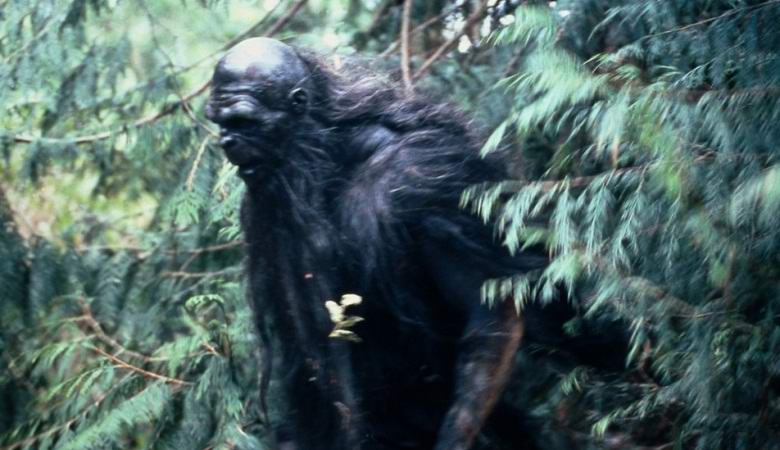 Video with a bigfoot in a Canadian forest interested cryptozoologists