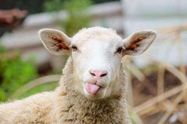 dreaming ram 