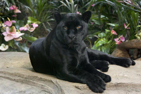 Why is the black panther dreaming 