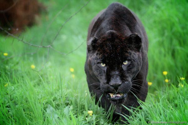 Why is the black panther dreaming 