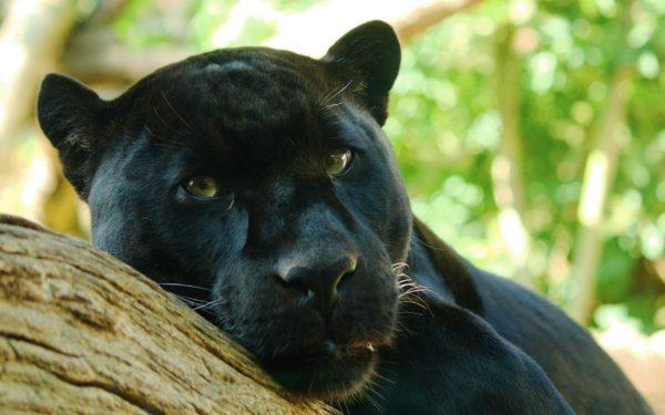 Why is the black panther dreaming 