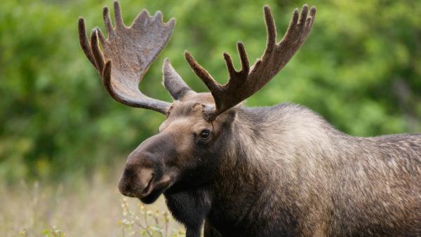 Why is the moose dreaming 