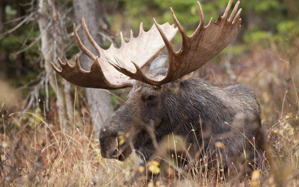 Why is the moose dreaming 