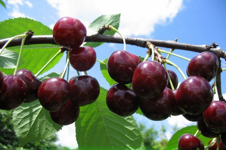 Bred the largest cherry in the world