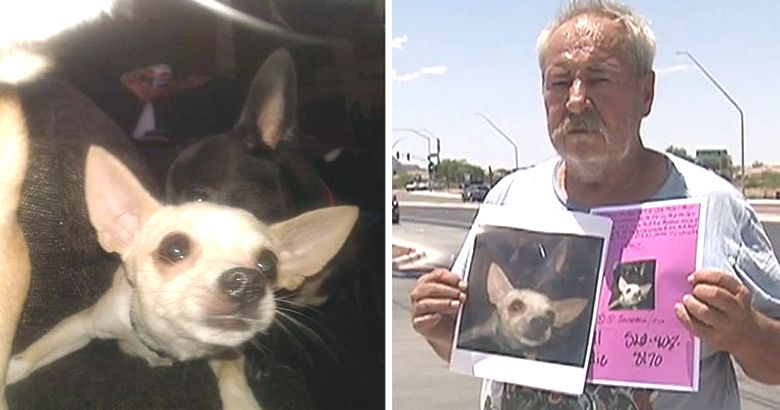 The owner of the missing chihuahua in despair offers his home to anyone who finds it.