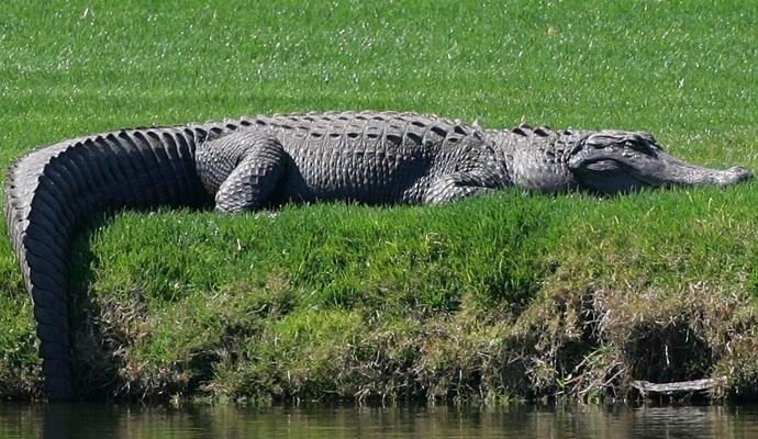 In Florida, a huge alligator was photographed