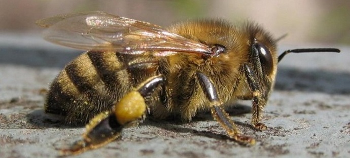 In France, bees died in an accident