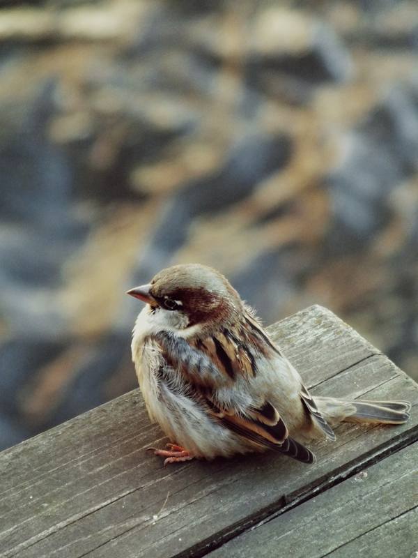 a sparrow is sitting 