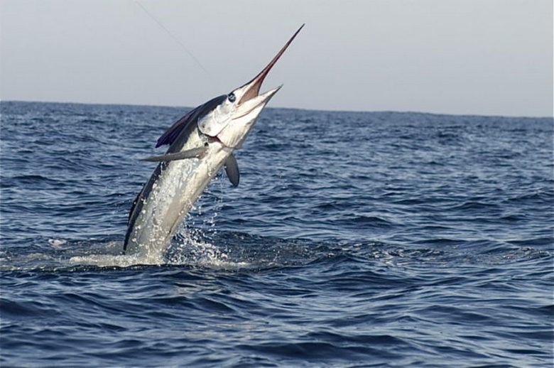 Near the coast of Thailand, a large swordsman attacked divers