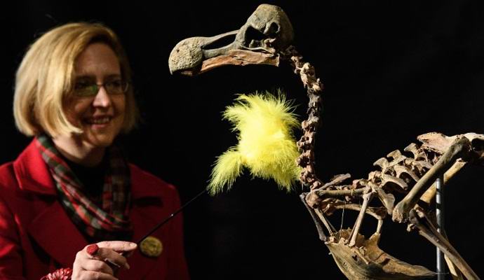 For the first time in a century, the skeleton of a dodo bird was sold