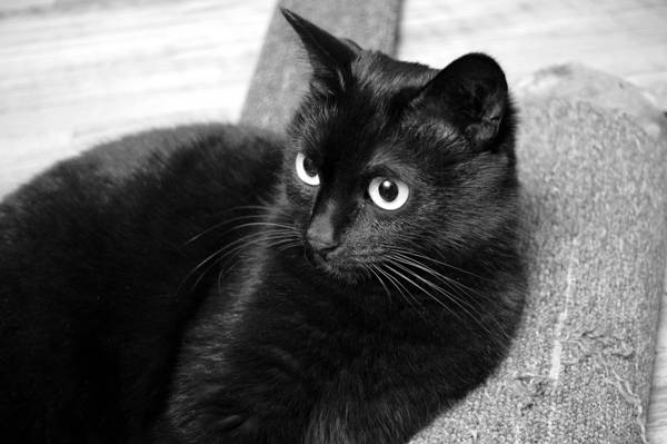 black cat 