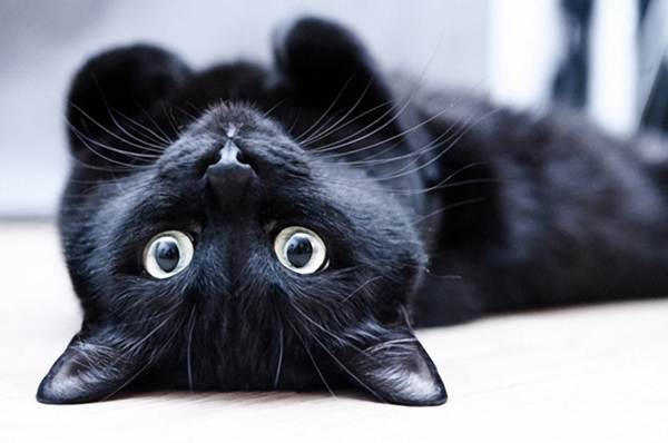 black cat 