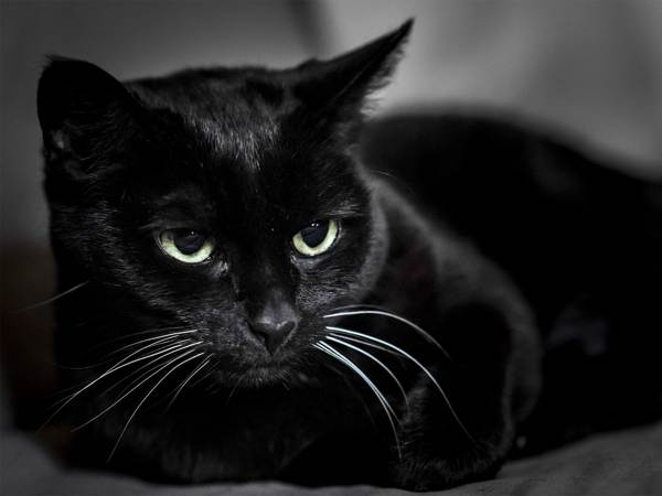 Black cat crossed the road 