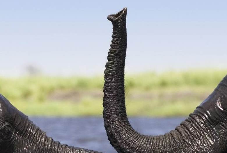 Meeting a creature that looks like an elephant’s trunk