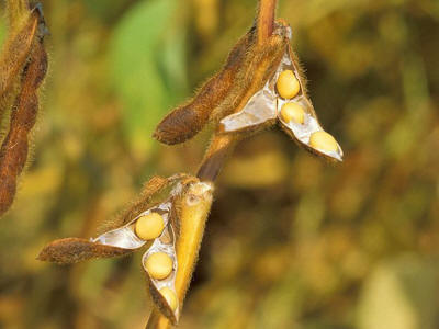 raw-soybean