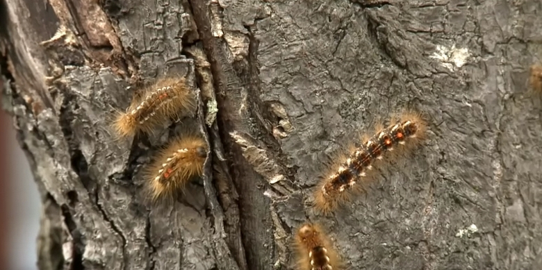 Poisonous insects attacked the UK