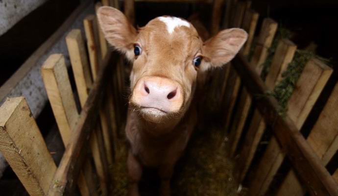 Yakutia mystical: Eater of calves