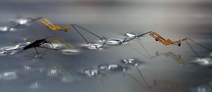 South Korean scientists have created robotic water striders