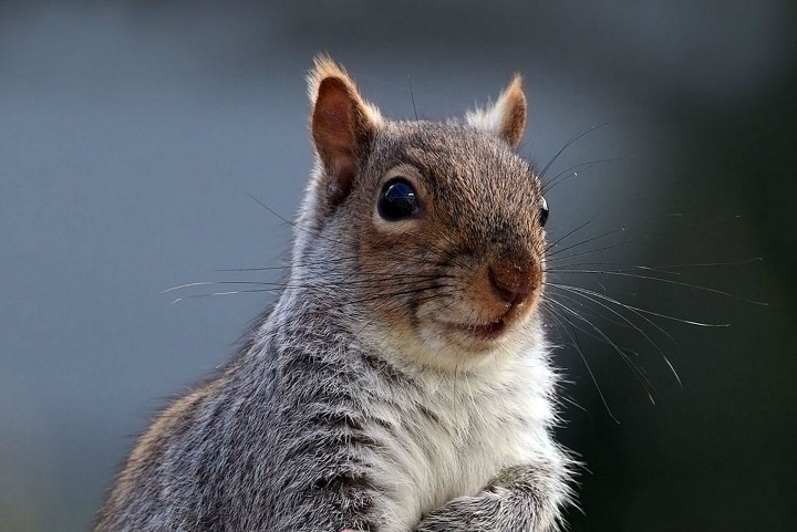 Why squirrels eavesdrop?