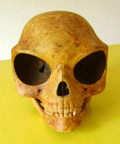 The riddle of the Sealand skull